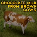Chocolate Milk From Brown Cows