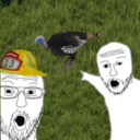 Wild Turkeys (B42)