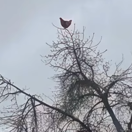 Chicken Screaming on a Tree – New Hit Sound — screenshot 1