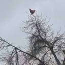 Chicken Screaming on a Tree – New Hit Sound