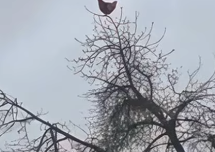 Chicken Screaming on a Tree – New Hit Sound