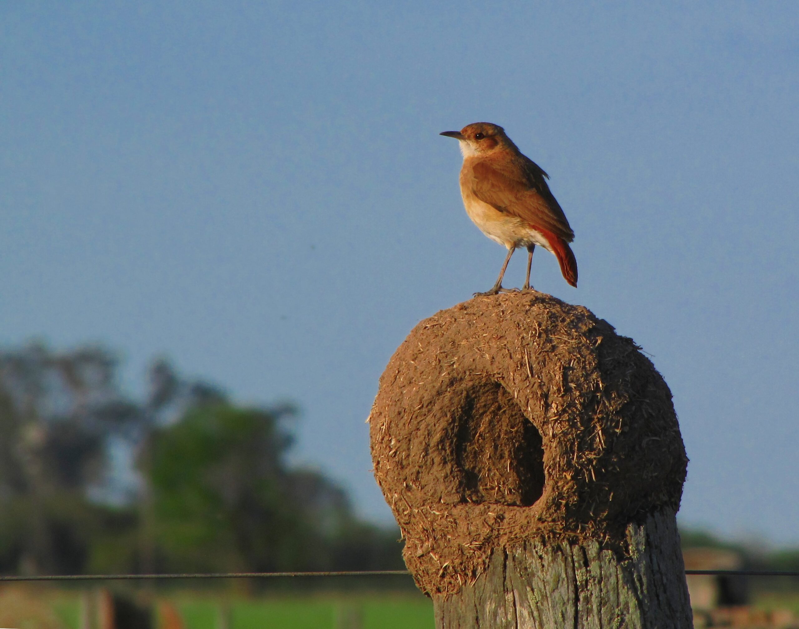 Rufous Hornero Staff — screenshot 3