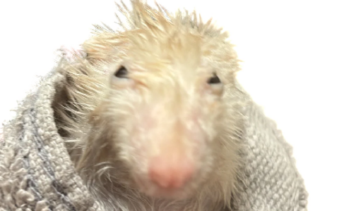 wet rat minimap