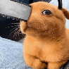 Pochita Pet