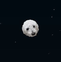 My other dog as the moon — screenshot 2