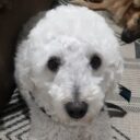 My other dog as the moon