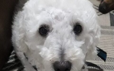 My other dog as the moon