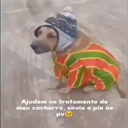 Cachorro Doente Hurt Sound (Player)