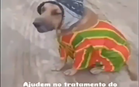 Cachorro Doente Hurt Sound (Player)