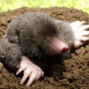 Mole Anywhere