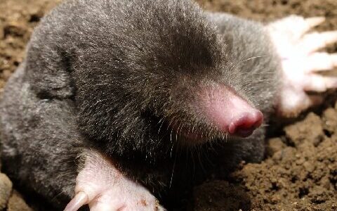 Mole Anywhere