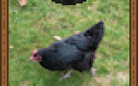 Chicken Subclass