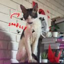 My Cat over Guppy