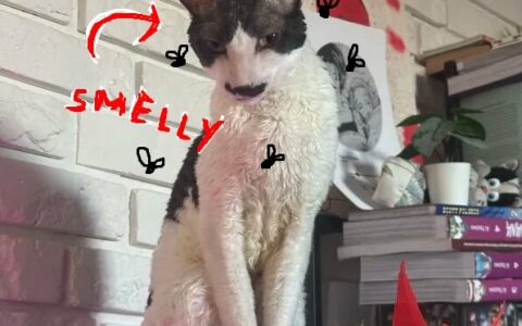 My Cat over Guppy
