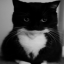 cat as dogma background