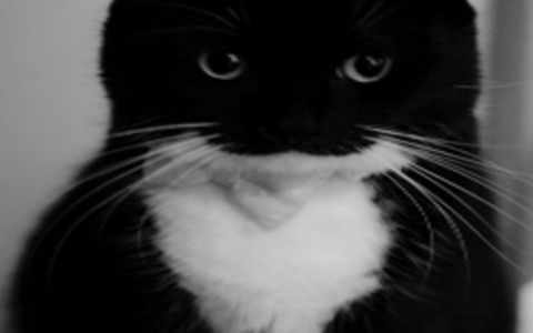 cat as dogma background