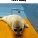 Niko Seal Cube Baby