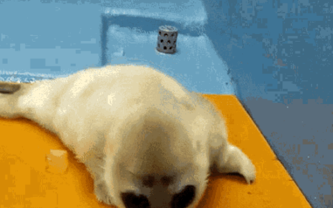 Niko Seal Cube Baby