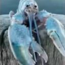 random blue lobster