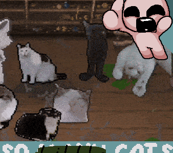 SO_LITTLE_CATS