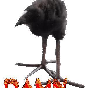 Damn bird for dead bird
