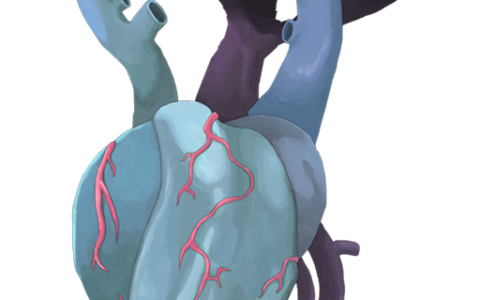 The heart of the bodhi old zu was replaced by the heart of the spire corruption (skin-changing version only)