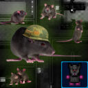 NY Rat