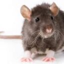RAT 2: Definitive Edition [CCU]