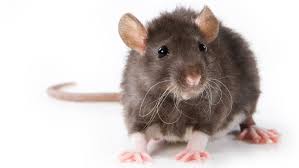 RAT 2: Definitive Edition [CCU]