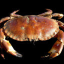 Crab – Streets of Rogue +
