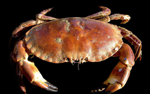Crab – Streets of Rogue +
