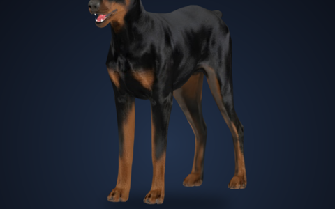 CD: Doberman