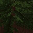 The dense forest pt 1