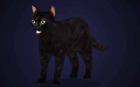 CD: Cats