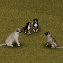 CD: Livestock Guardians