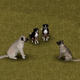 CD: Livestock Guardians