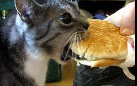 Cartoon Chomp replacing eating sound effect