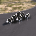 Cattle Drive